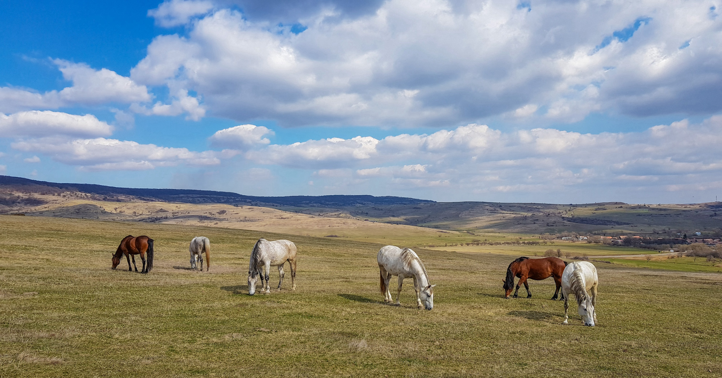 Transylvania-Horses-2516x1316-8353.jpg
